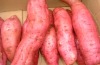 fresh sweet potato