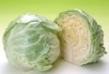 fresh cabbage