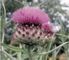 silybum marianum