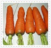 fresh carrot