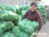 fresh round Cabbage