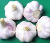 fresh garlic