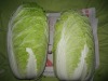 2012 New crop chinese cabbage price