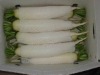 white radish