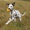 Colorful pet ball for dogs cats