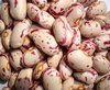 Light Speckled Kidney Beans American Round/Cranberry