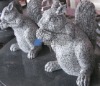 animal,stone Animal,granite Animal,marble Animal