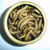 canned super worms