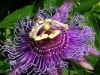 Passion Flower Flavones  -BIO