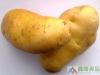 2010 FRESH POTATO