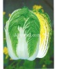 chinese cabbage seed