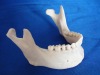 Mandible Model