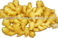 Fresh new crop ginger