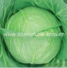 White Fresh Cabbage