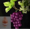 grape fruit seed extract