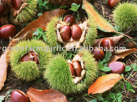 2012 China new crop chestnut