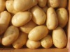 new crop potato