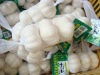 Pure white garlic