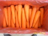 carrot