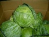 chinese cabbage