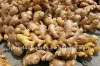 Chinese mature yello pure ginger