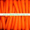 CHINA FRESH CARROT