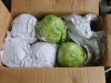 fresh cabbage