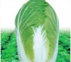 cabbage