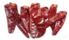 dried red chilli