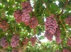 Fresh red golble grape strong quality