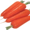 carrot