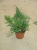 NEPHROLEPIS EXALTATA 'CORDITAS'