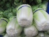 2012 fresh new crop chinese cabbage