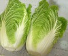 fresh chinese Cabbage