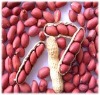 2011 Red skin peanut kernel