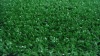 Cheap Decoration Artificial Grass