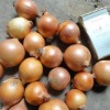 4-6cm Fresh Yellow Onion