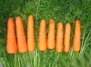 fresh carrots