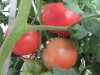 Chinese Fresh Tomato