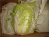 Chinese cabbage