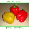 Colour Chili