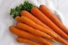 fresh Carrot