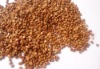 China Roasted Buckwheat 2010 crop