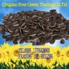 new crop chinese black Sunflower seeds 5009