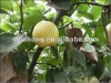 apple Chinese Fresh Crown Pear 2012