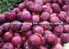 fresh red ONION, 2012 new crop