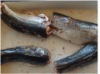 Canned Mackerel in brine