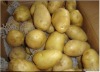 2012 new fresh holland potato 20kg mesh bag