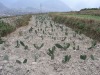 Cochineal insect dried