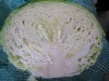 Chinese fresh round cabbage